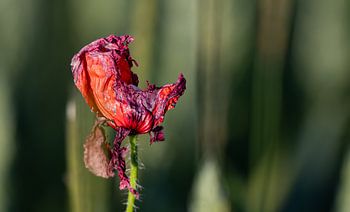 De vergankelijke schoonheid van de natuur