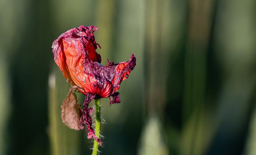 De vergankelijke schoonheid van de natuur van Stefan Hauser
