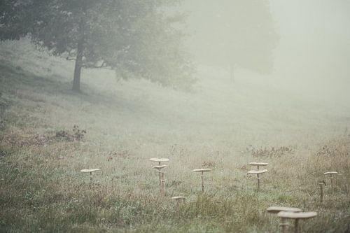 In het eerste ochtendlicht van Studio Woodlands and Wildflowers