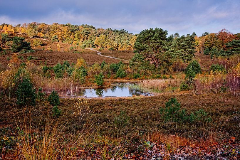 Brunssummerheide by Rob Boon