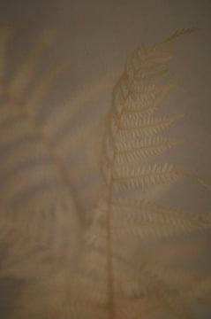 Verträumte Gräser in sanften Erdtönen von Yvette Moeskops