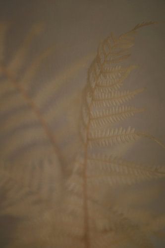 Dreamy grasses in soft earth tones |||