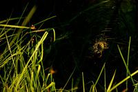 spider in the light