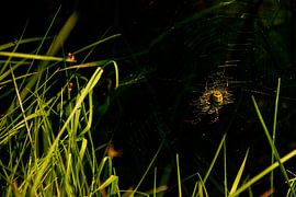 araignée dans la lumière sur nicole eisen