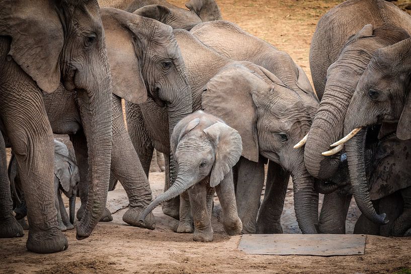 Baby Elefant von Trudy van der Werf
