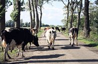 Overstekende koeien in Friesland van Jessica van den Heuvel thumbnail