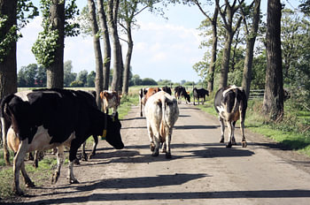 Kühe Kreuzung in Friesland 