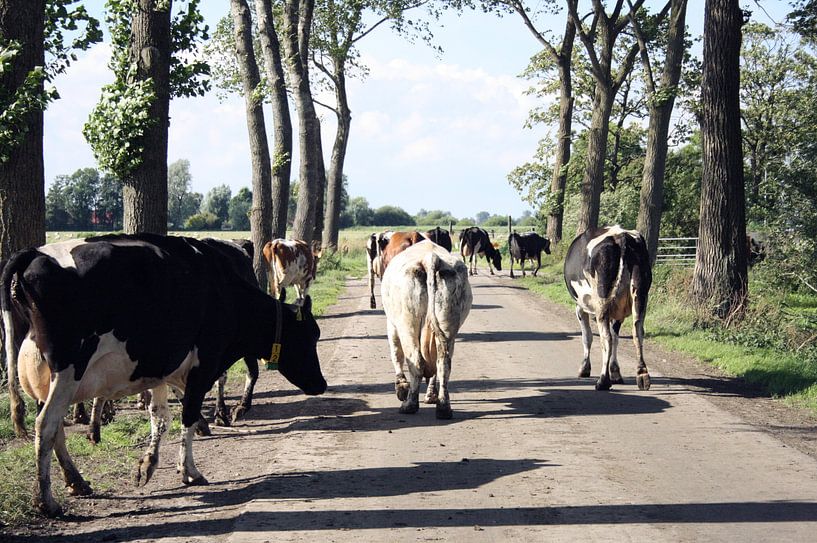Overstekende koeien in Friesland van Jessica van den Heuvel