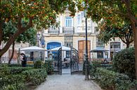 Orange park by Frans Nijland thumbnail