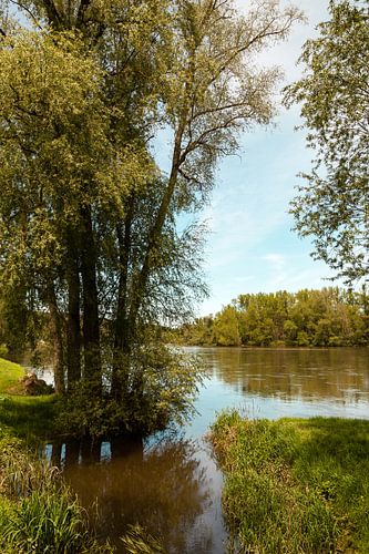 bomen langs een rivier in de zomer