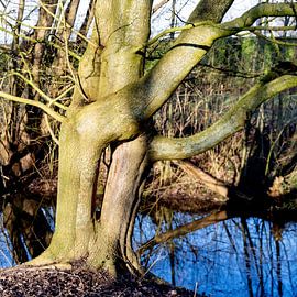 Kuschelbaum von vincentdevriesfoto.nl