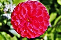 "Rote Ballonblume"