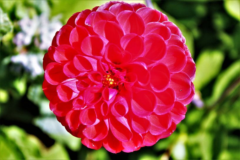 &quot;Rote Ballonblume&quot; von Karsten Leese