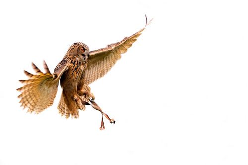 Tamed Freedom - Uil in vlucht