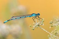 Blauwe waterjuffer