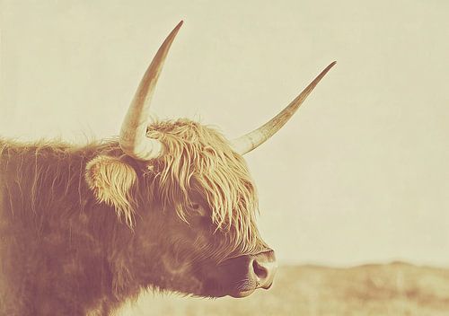 Hoogland Koe Schots Hooglander Rund