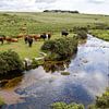 Vaches dans le parc national de Dartmoor sur Jolanda van Eek en Ron de Jong