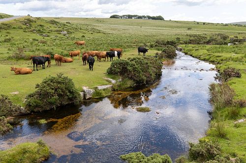Koeien in Dartmoor National Park van Jolanda van Eek en Ron de Jong