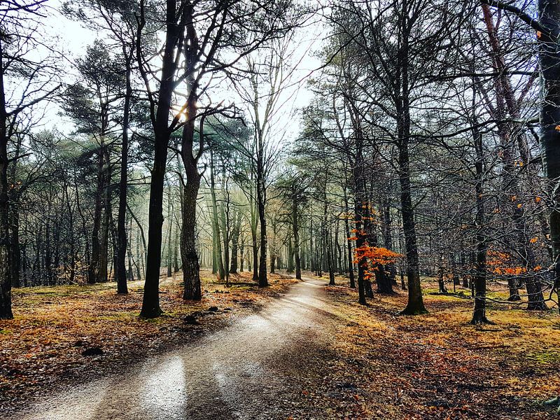 Zon door bomen, kleurrijk Spanderswoud von Danielle Bosschaart