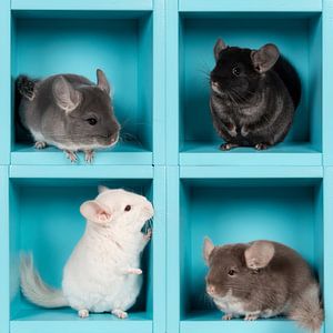 Vier Chinchillas in einer Schachtel
