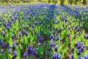 Bloemenveld met blauwe druifjes in lente van Ben Schonewille