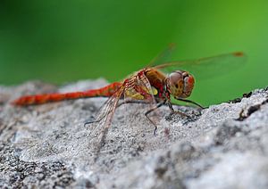 Vuur libelle