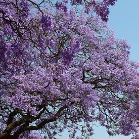 Jacaranda tree von Gerwin Altena