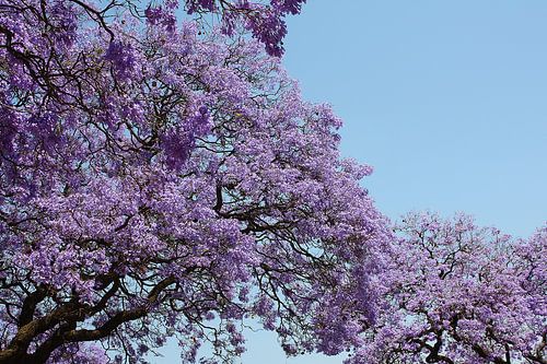 Jacaranda tree by Gerwin Altena
