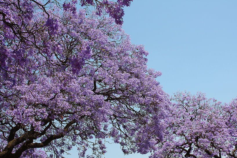Jacaranda tree by Gerwin Altena