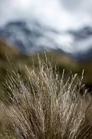 Alpengräser