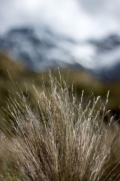 Alpine grasses by Konstantin