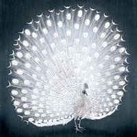 Japanese peacock
