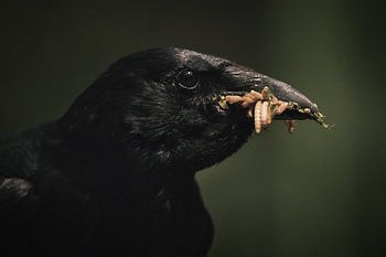 A crow with maggots in its beak