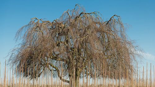 Grote klassieke wilgenboom in het voorjaar op een kwekerij