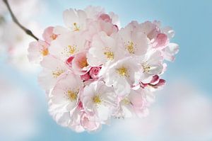 Cherry Blossom by Violetta Honkisz