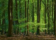 Summertime in Speulderforest by Michelle Coppiens thumbnail
