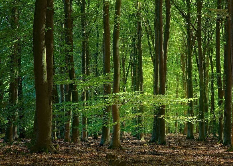 Summertime in Speulderforest by Michelle Coppiens
