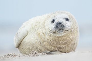 Zeehonden pup