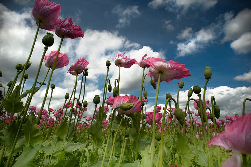 Blowing in de wind par Sonja Pixels