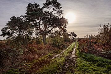 Path through the Groote Peel by Rob Boon
