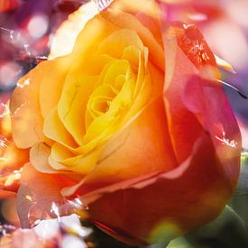 Fleur de rose dans la magie de la lumière sur Nicc Koch