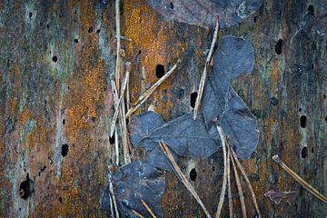 dying wood as source of life by Peter Smeekens