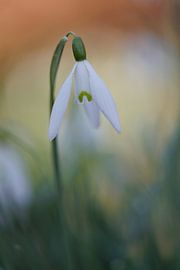 Snowdrop 'Like an Aquarel' by Dagmar Hijmans