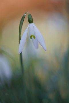 Snowdrop 'Like an Aquarel' by Dagmar Hijmans