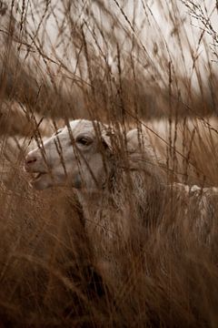 Verzonken in het Riet - Schaap in Dromerig Landschap van Femke Ketelaar