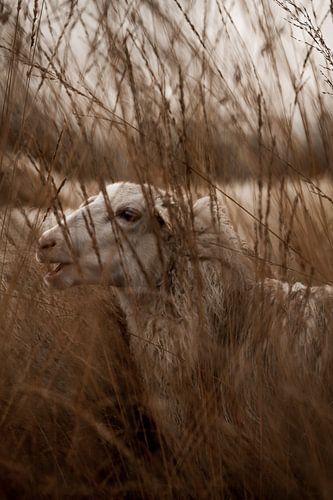 Verzonken in het Riet - Schaap in Dromerig Landschap