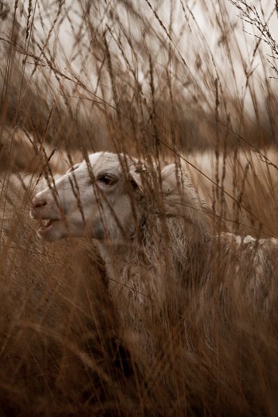 Verzonken in het Riet - Schaap in Dromerig Landschap van Femke Ketelaar