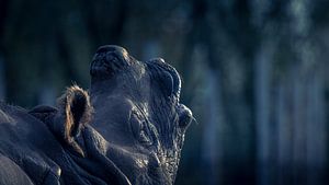 rhinocéros indien