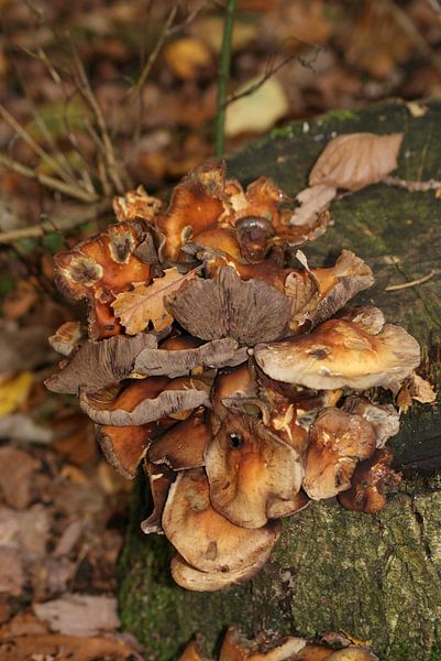 Verschillende schimmels by Peter Hartman