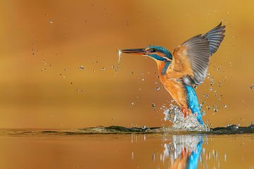 The catch... by Wim Hufkens